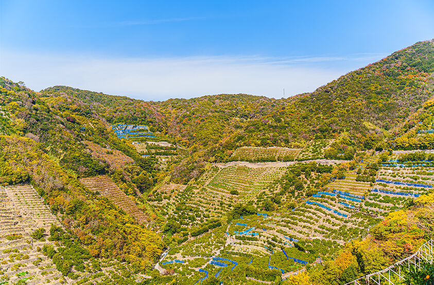 Yamadanohara Mandarin orange farm